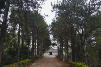 Família Shih