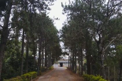 Família Shih