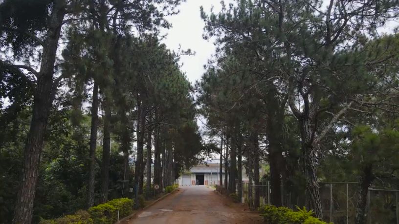 Família Shih